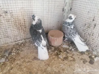 قطيفي دخاني غرر للبيع index