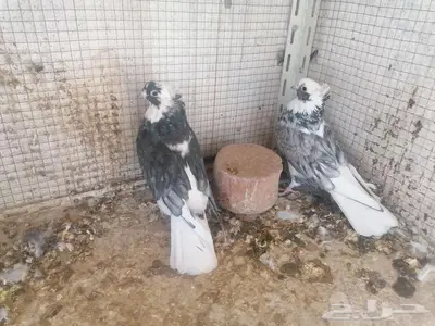 قطيفي دخاني غرر للبيع index