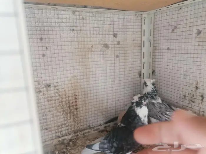 قطيفي دخاني غرر للبيع 2