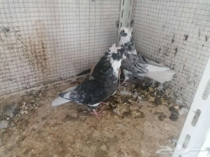 قطيفي دخاني غرر للبيع 1