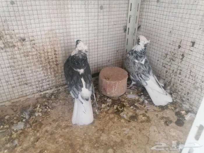 قطيفي دخاني غرر للبيع 3