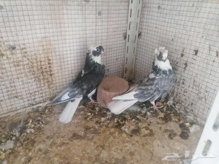 قطيفي دخاني غرر للبيع 0