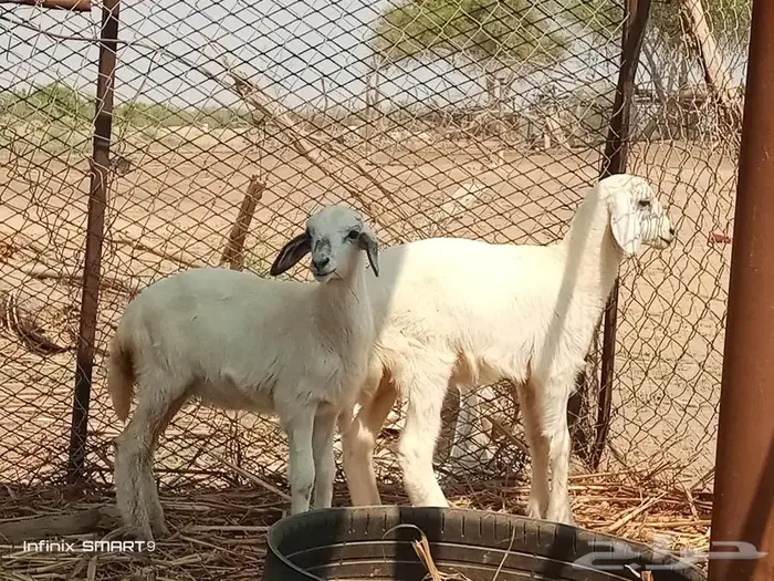 رخال للبيع 1