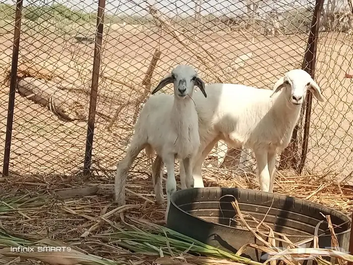 رخال للبيع 2