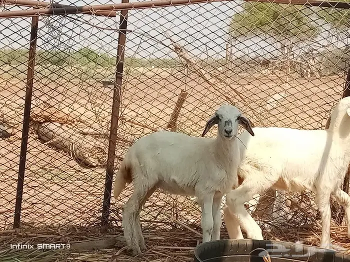 رخال للبيع 0