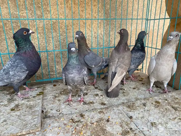 حمام 3 اجواز مادري عنهم ابيع هالمنظور ذكور اناثي ماعلم 5