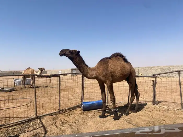 قعود للبيع سنه حق 1