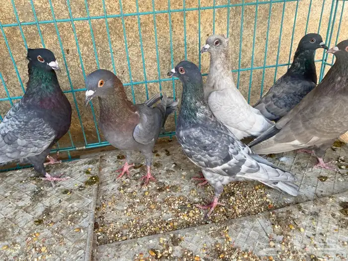 حمام 3 اجواز مادري عنهم ابيع هالمنظور ذكور اناثي ماعلم 3