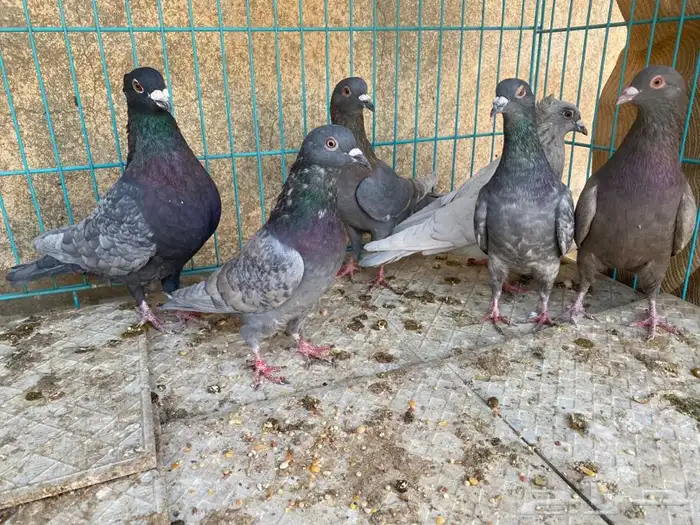 حمام 3 اجواز مادري عنهم ابيع هالمنظور ذكور اناثي ماعلم 6