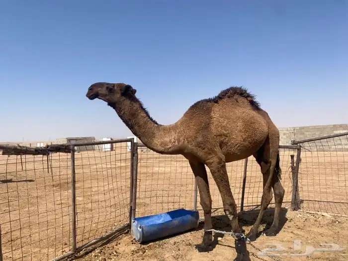 قعود للبيع سنه حق 0