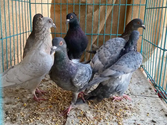 حمام 3 اجواز مادري عنهم ابيع هالمنظور ذكور اناثي ماعلم 1