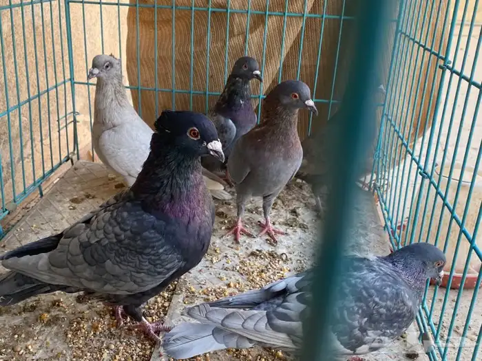 حمام 3 اجواز مادري عنهم ابيع هالمنظور ذكور اناثي ماعلم 2