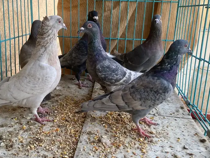 حمام 3 اجواز مادري عنهم ابيع هالمنظور ذكور اناثي ماعلم 0