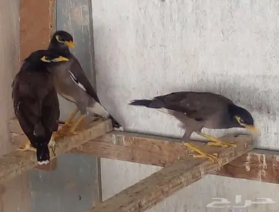 مينا هندي index