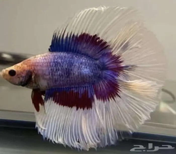 سمك الفايتر جوده عاليه 3