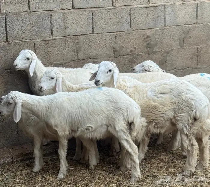 طليان حري تربية مزرعه 3