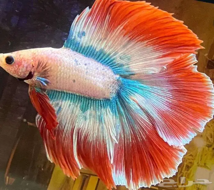 سمك الفايتر جوده عاليه 1