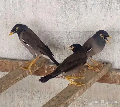 مينا هندي index