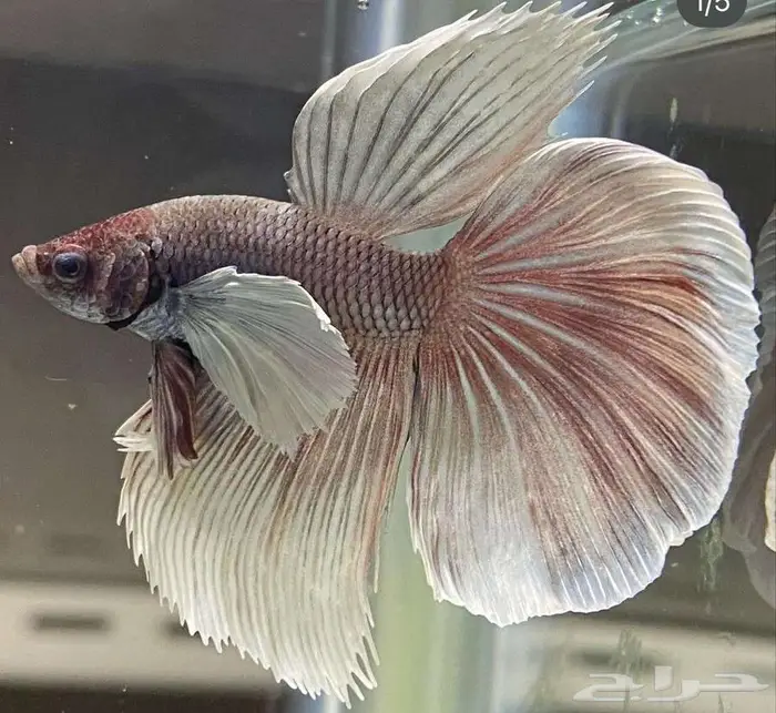 سمك الفايتر جوده عاليه 4