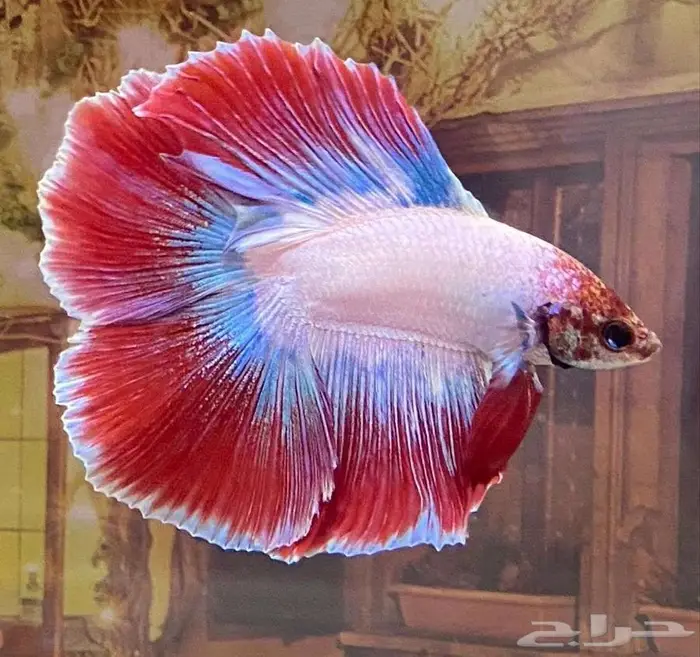 سمك الفايتر جوده عاليه 2