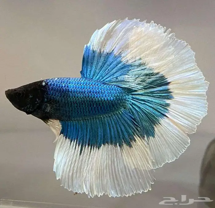 سمك الفايتر جوده عاليه 7