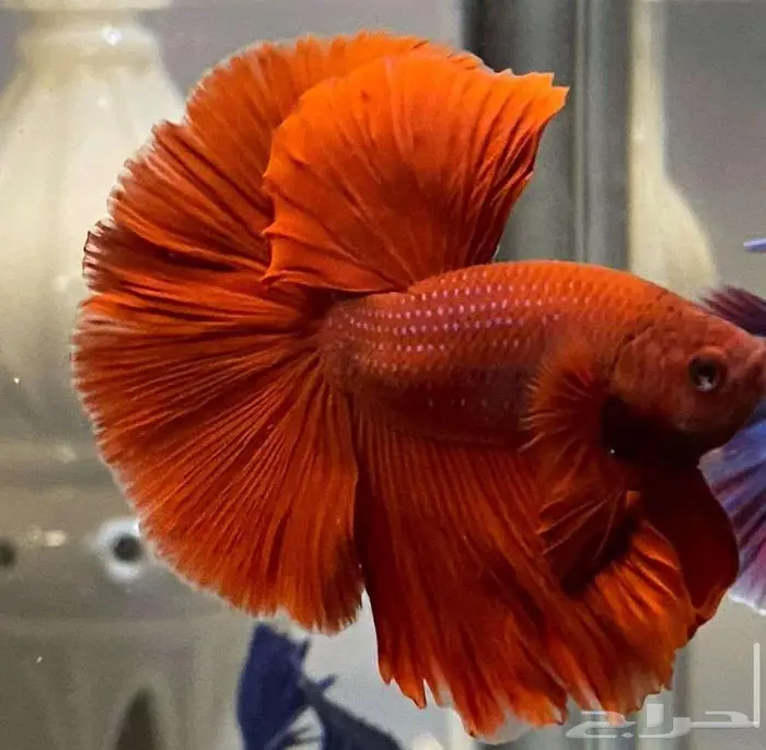 سمك الفايتر جوده عاليه 8