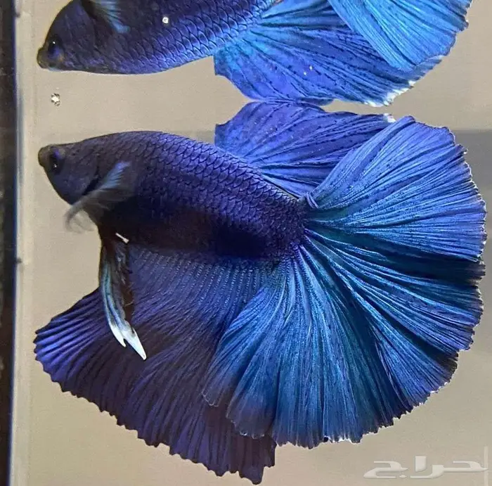 سمك الفايتر جوده عاليه 5