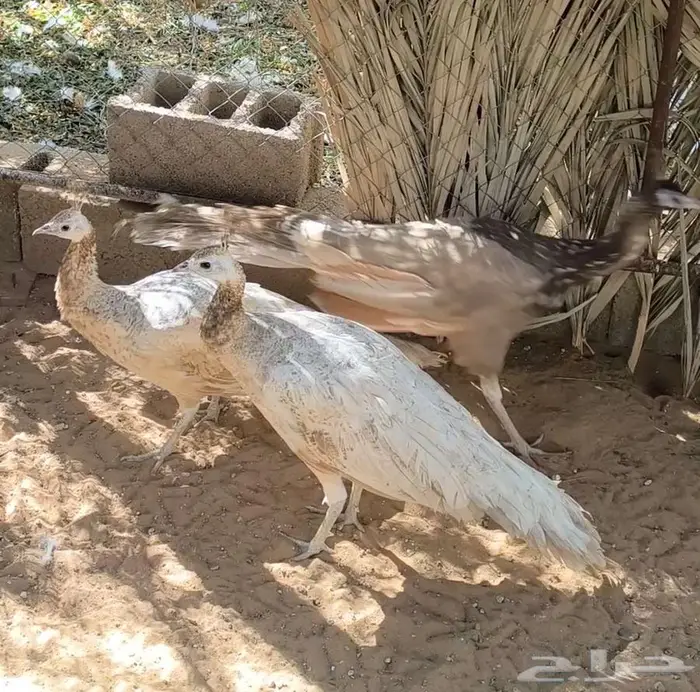 طقم طاؤوس أو طاووس نادر 0