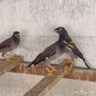 مينا هندي index