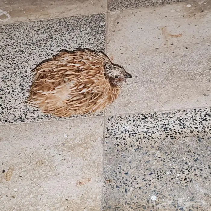 طير السمان 0