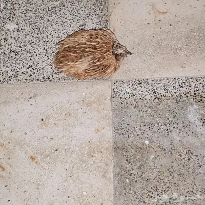 طير السمان index