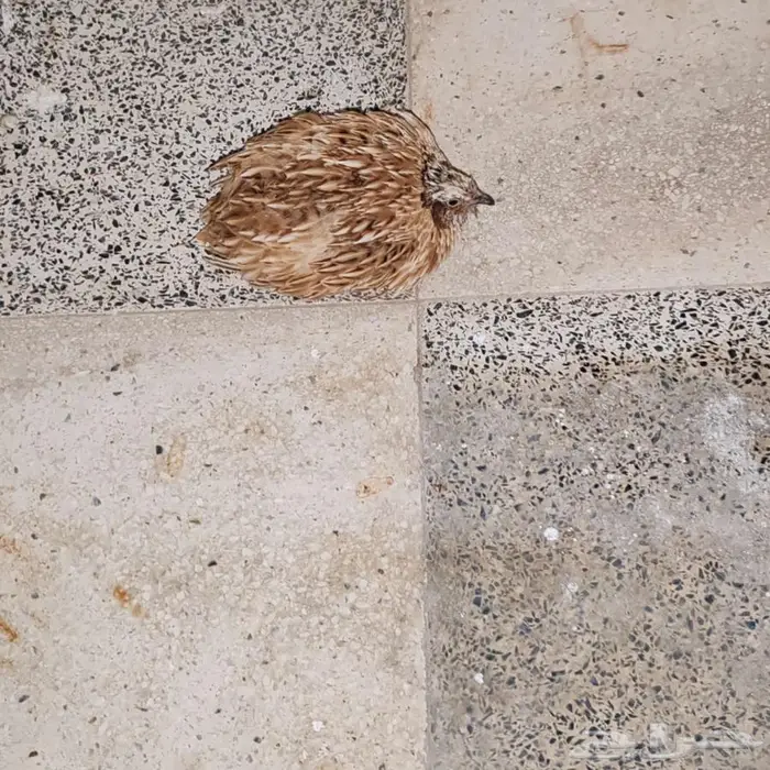 طير السمان 1