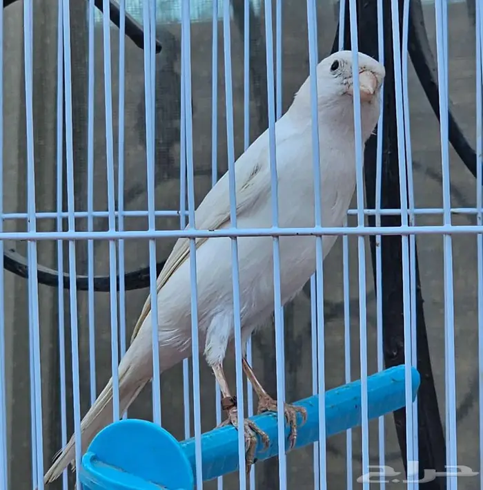 كناري تغريد نار 2