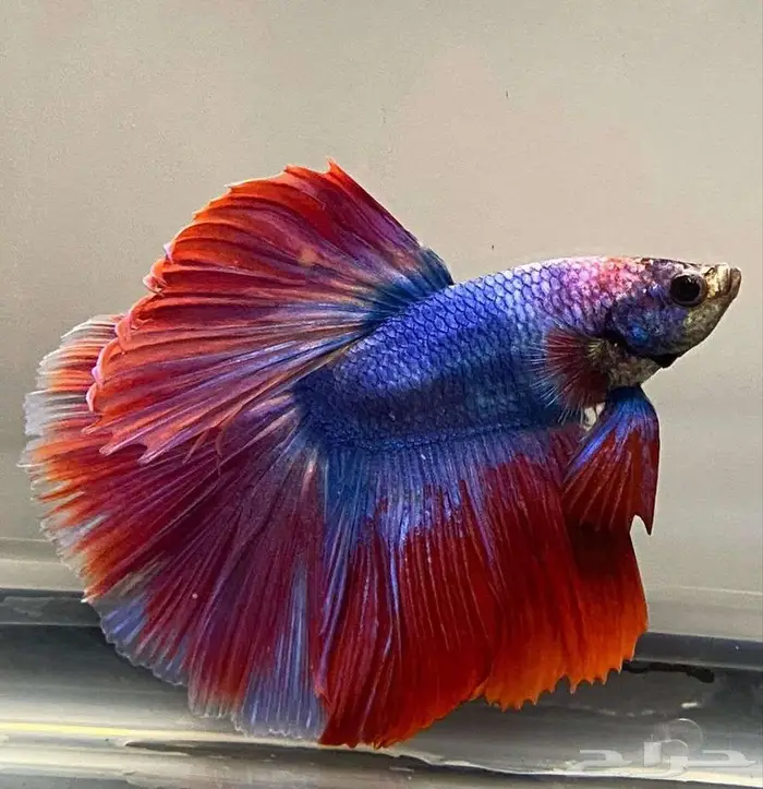 سمك الفايتر جوده عاليه 6