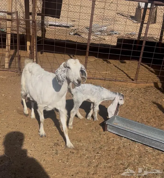 عنز مشروكه حليب جديد معها جفره 2