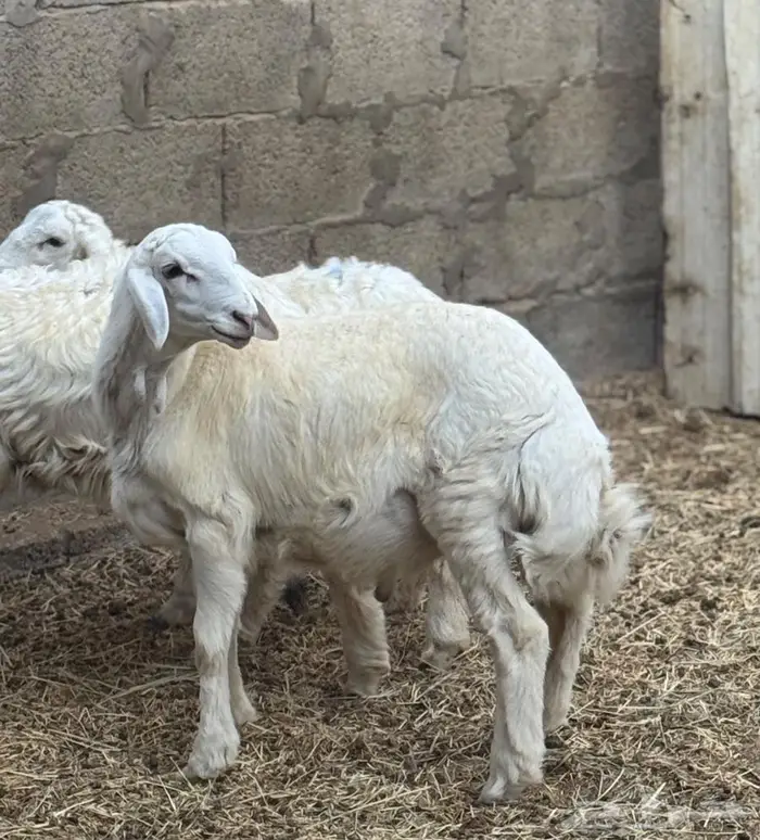 طليان حري تربية مزرعه 0