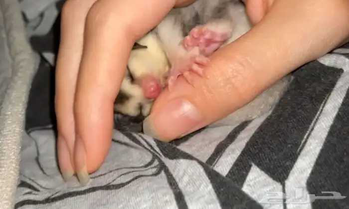 شوقر قلايدر عمر 3 شهور انثى 4