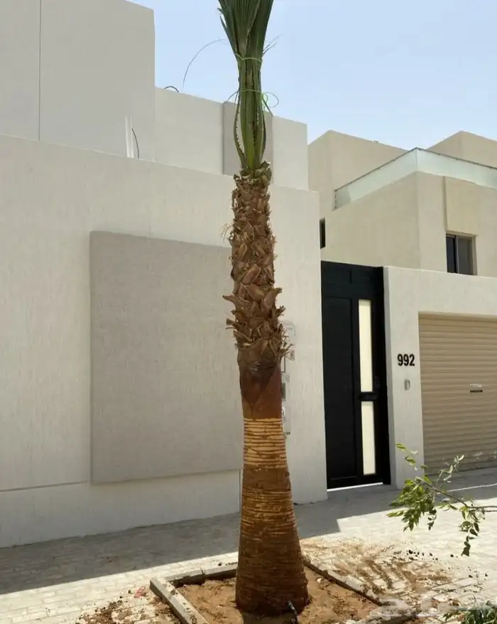 نخل واشنطن زينه 2