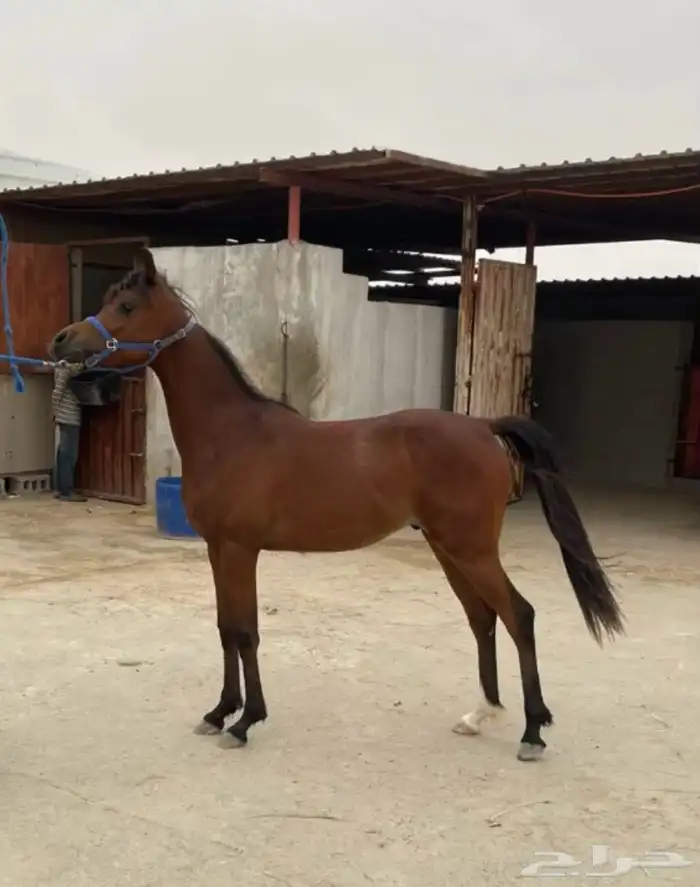 حصان واهو كوميت  منوة الجاني 2