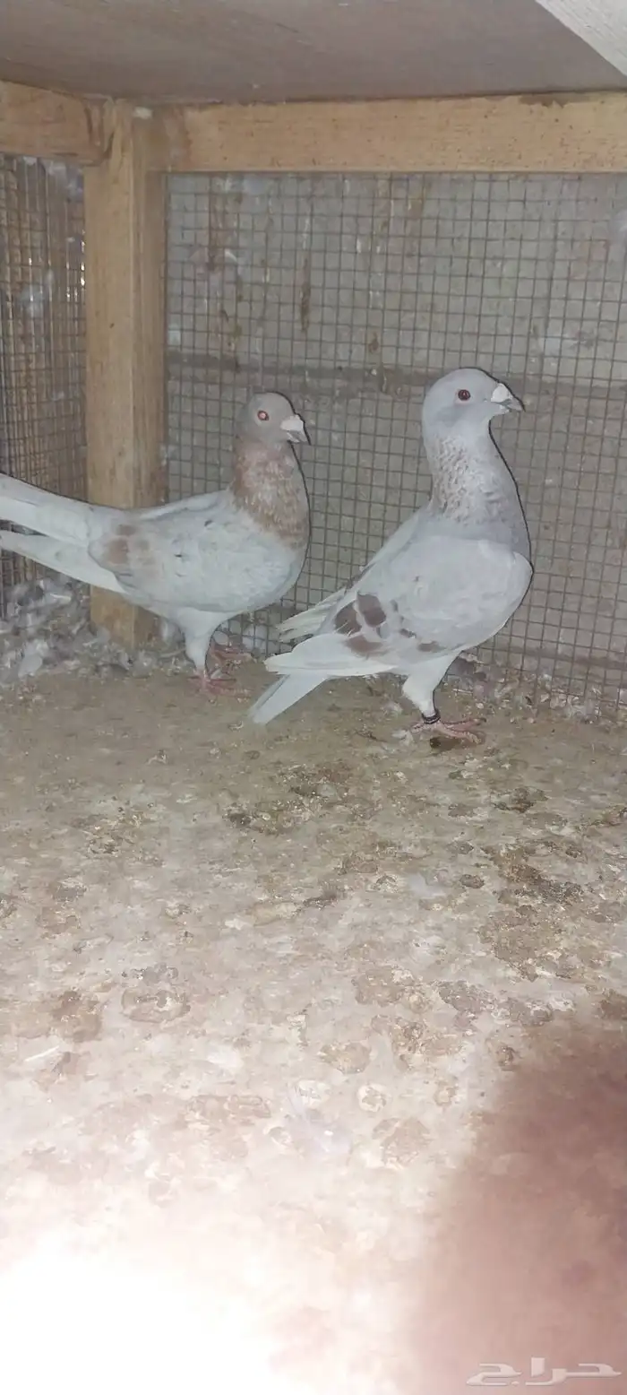 جوزين زاجل 1