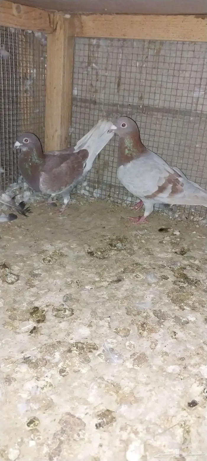 جوزين زاجل 3