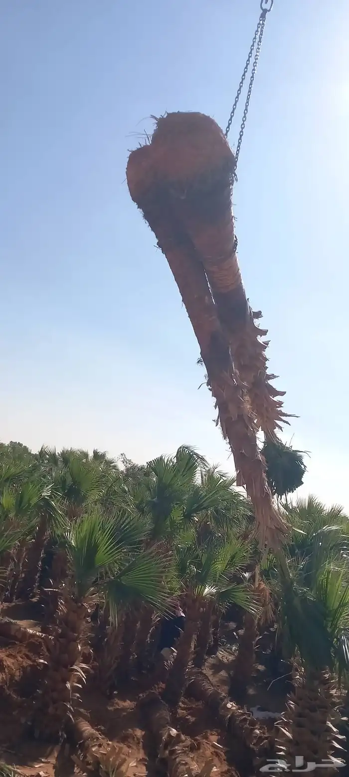 نقوم بتركيب الشبوك تحت ايادي متخصصه وتركيب النخيل 1