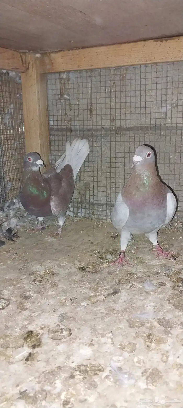 جوزين زاجل 2