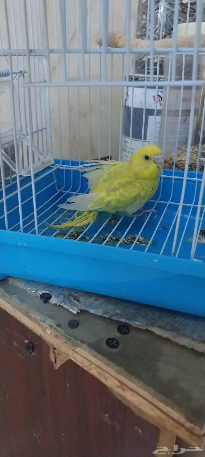 بادجي (تم التبني) 3