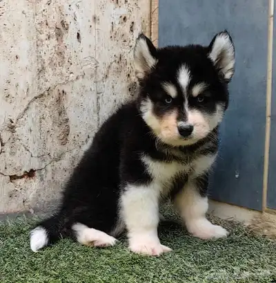 كلاب هاسكي جراوي index