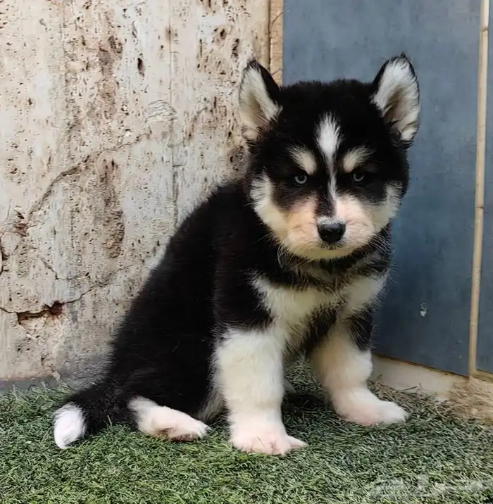 كلاب هاسكي جراوي 6