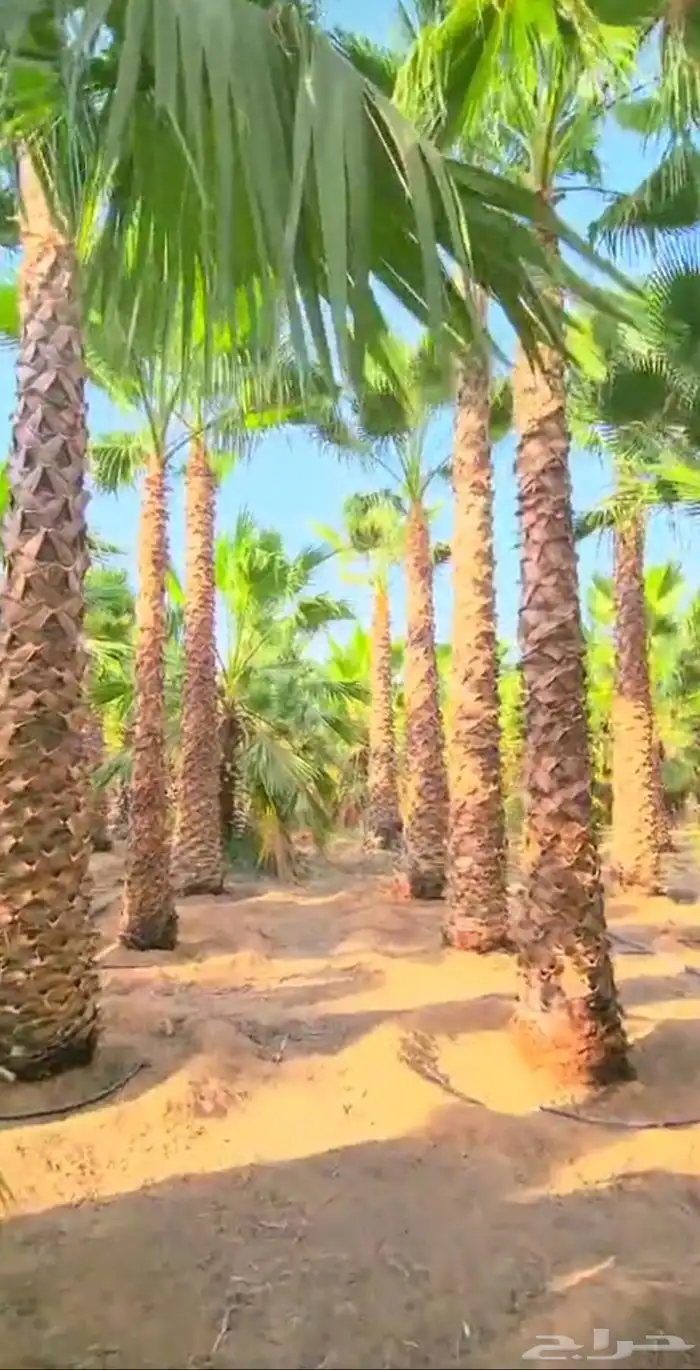 نخيل عربي واشنطن زينة برحي اخلاص سكري جميع المقاسات 5