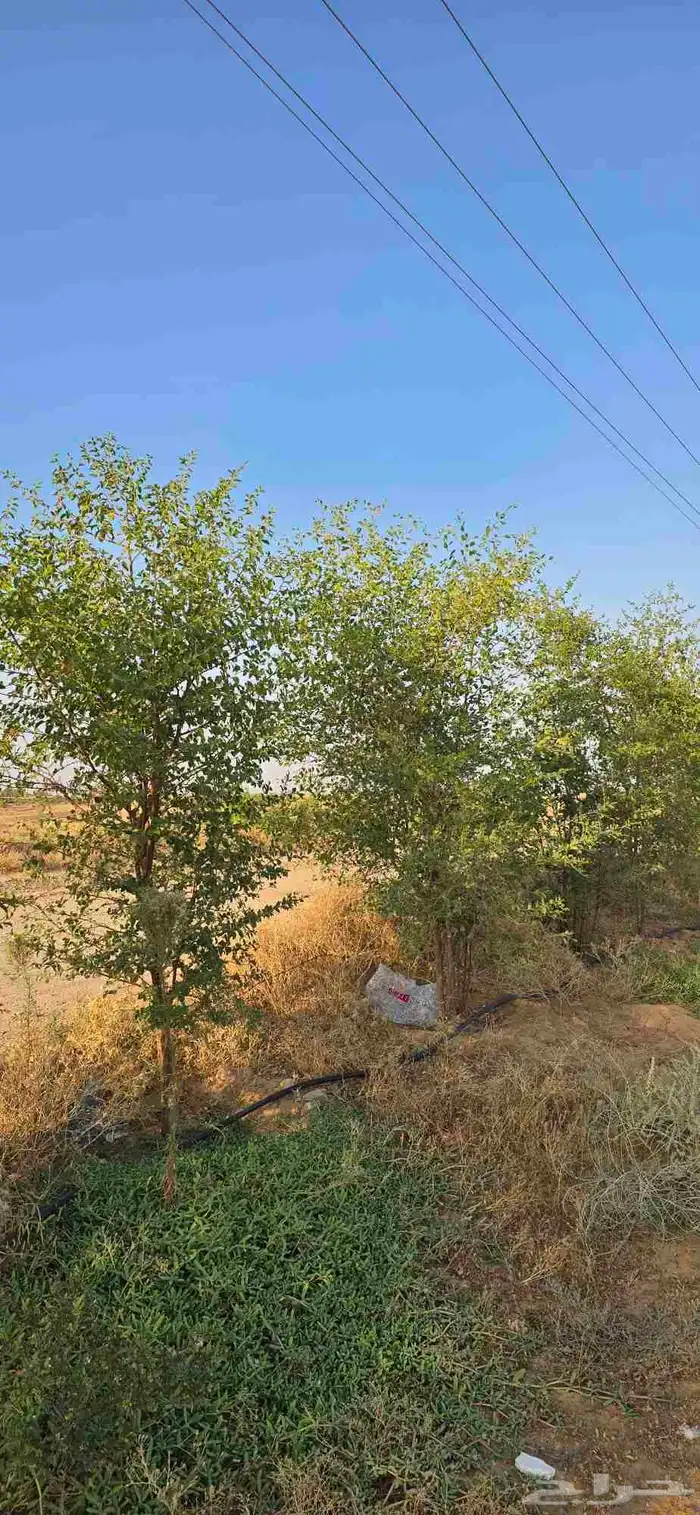 اشجار سدر وكين وحمضيات و قرض 4