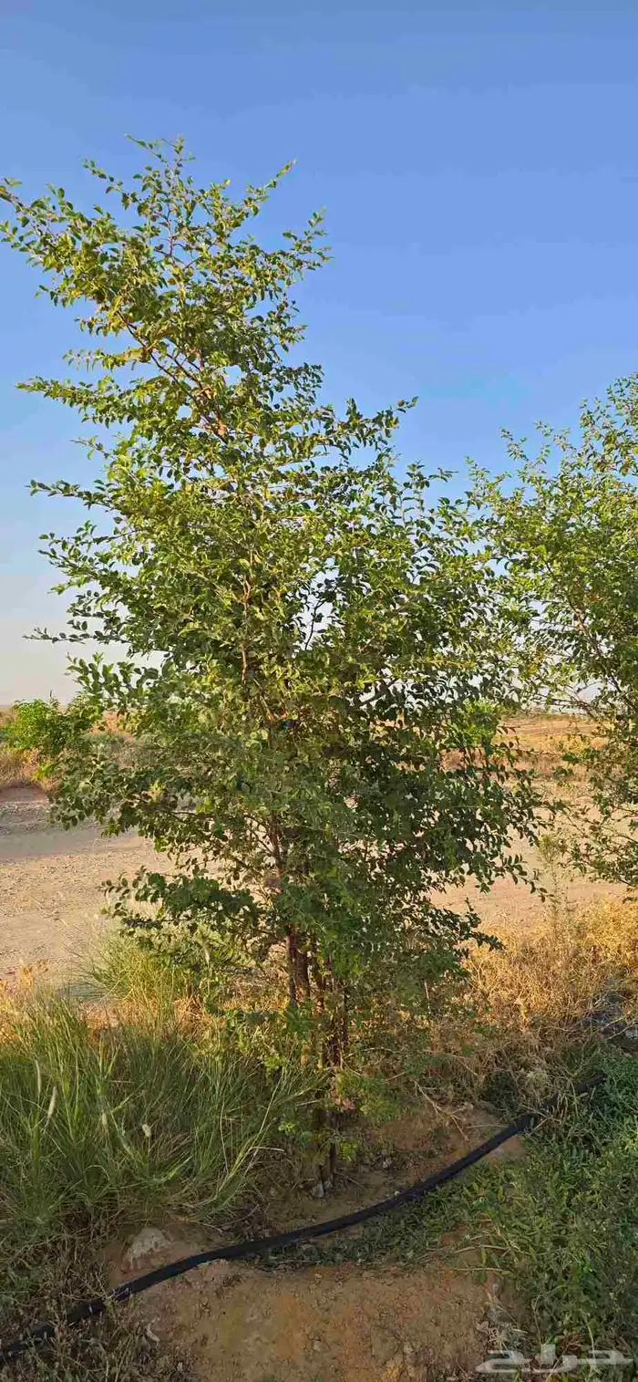 اشجار سدر وكين وحمضيات و قرض 2