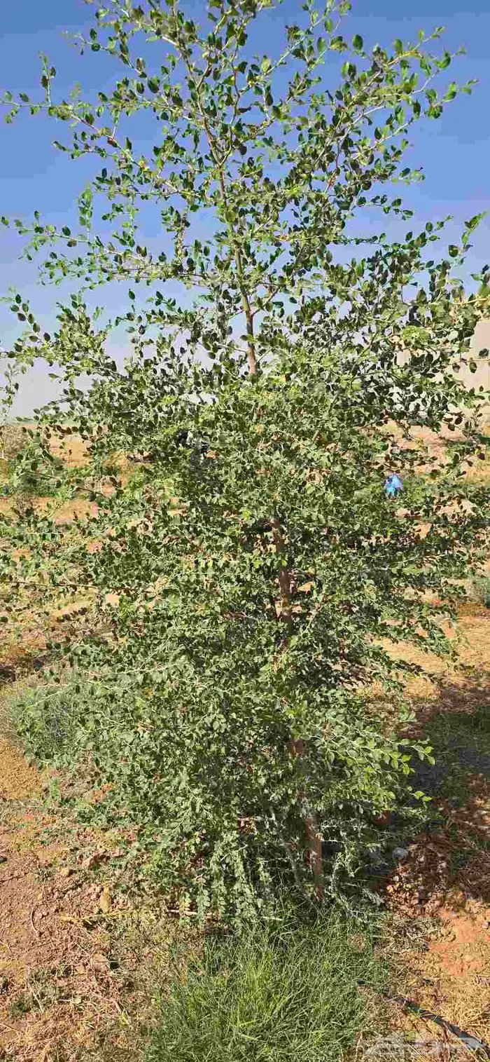 اشجار سدر وكين وحمضيات و قرض 0